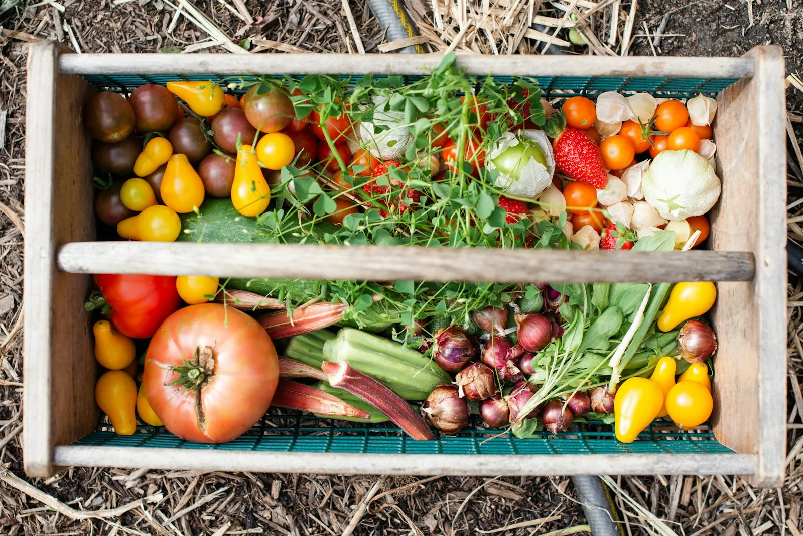 A basket of fresh vegetables and herbs