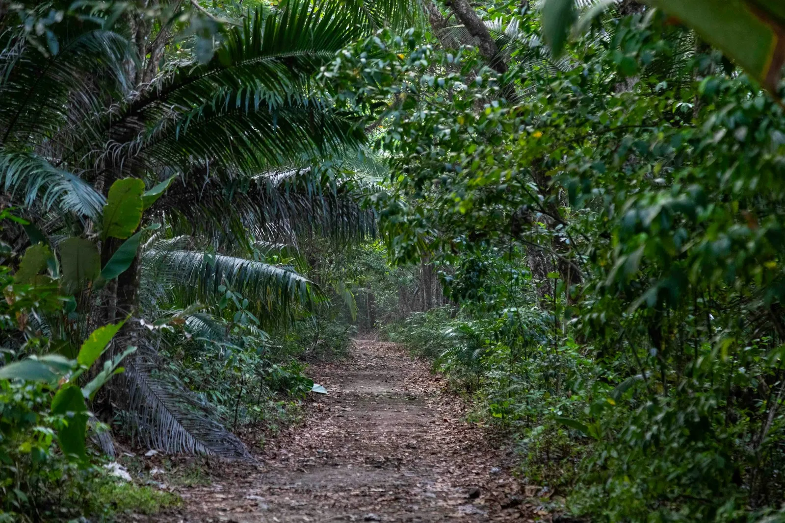 A dirt trail through the forest